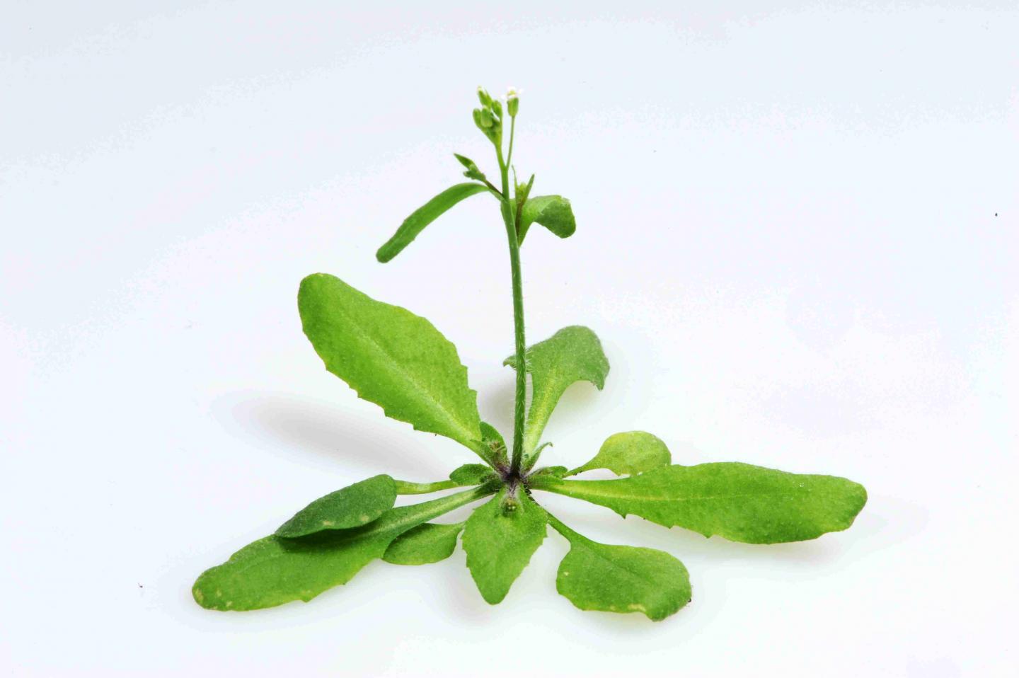 Why is Arabidopsis thaliana the Ideal Model Organism?