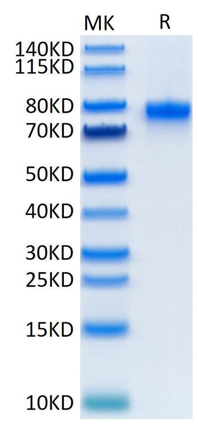Mouse CD40 Ligand Trimer on Tris-Bis PAGE under reduced condition. The purity is greater than 95%.