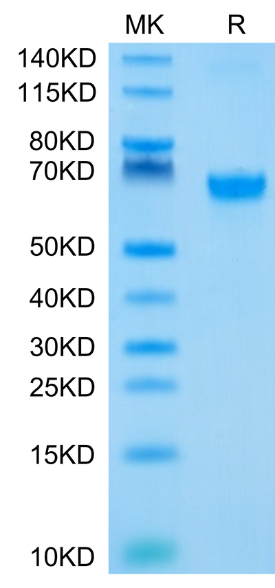 Biotinylated Human 4-1BB on Tris-Bis PAGE under reduced condition. The purity is greater than 95%.