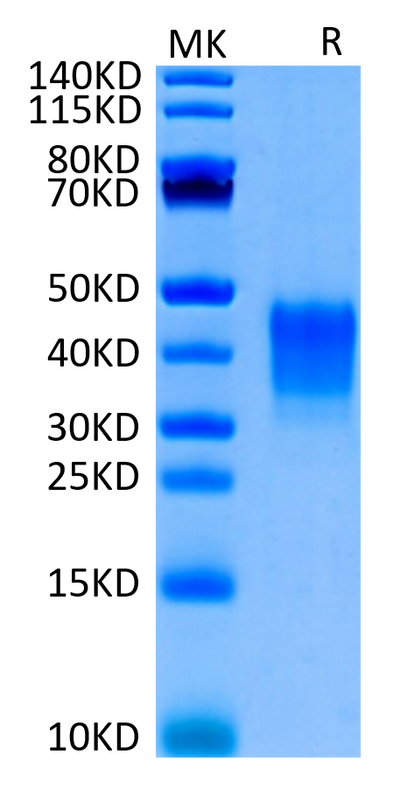 Biotinylated Human CD7 on Tris-Bis PAGE under reduced condition. The purity is greater than 95%.
