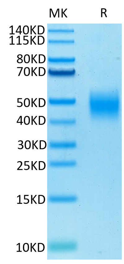 Biotinylated Human SLAMF7 on Tris-Bis PAGE under reduced condition. The purity is greater than 95%.