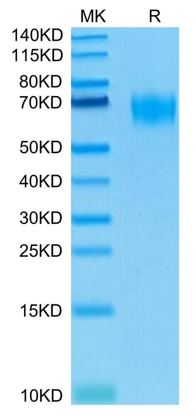 Biotinylated Human CD155 on Tris-Bis PAGE under reduced conditions. The purity is greater than 95%.