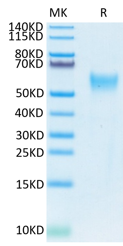 Biotinylated Human CD24 on Tris-Bis PAGE under reduced conditions. The purity is greater than 95%.