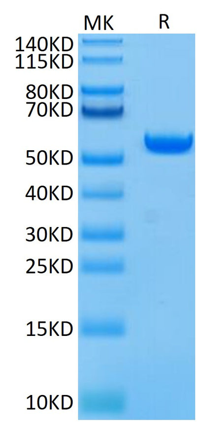 Biotinylated Human HLA-A*02:01&B2M&GP100 (YLEPGPVTA) Monomer on Tris-Bis PAGE under reduced condition. The purity is greater than 95%.
