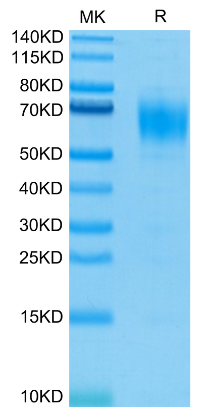 Biotinylated Human IL-13Ra1 on Tris-Bis PAGE under reduced condition. The purity is greater than 95%.