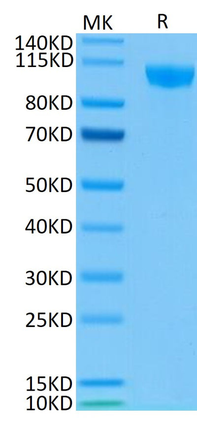 Biotinylated Human Siglec-2 on Tris-Bis PAGE under reduced condition. The purity is greater than 95%..