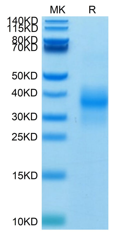 Biotinylated Human NKG2D on Tris-Bis PAGE under reduced condition. The purity is greater than 95%.