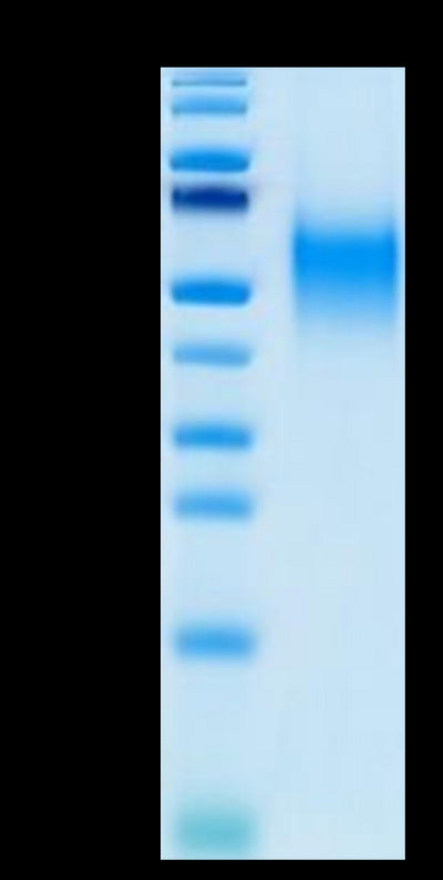 Biotinylated Human B7-1 on Tris-Bis PAGE under reduced condition. The purity is greater than 95%.