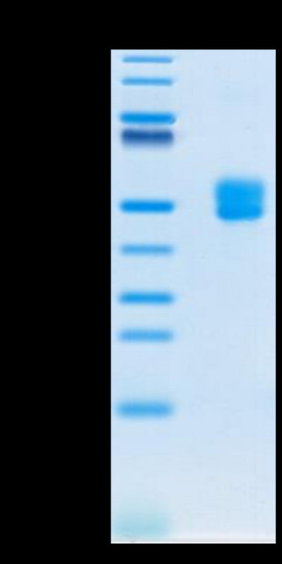 Biotinylated Human CD3E&CD3D on Tris-Bis PAGE under reduced condition. The purity is greater than 95%.