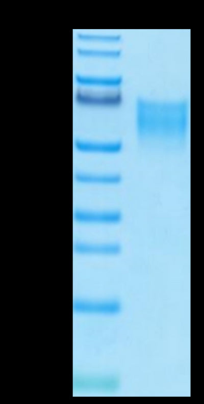 Biotinylated Human B7-2 on Tris-Bis PAGE under reduced condition. The purity is greater than 95%.