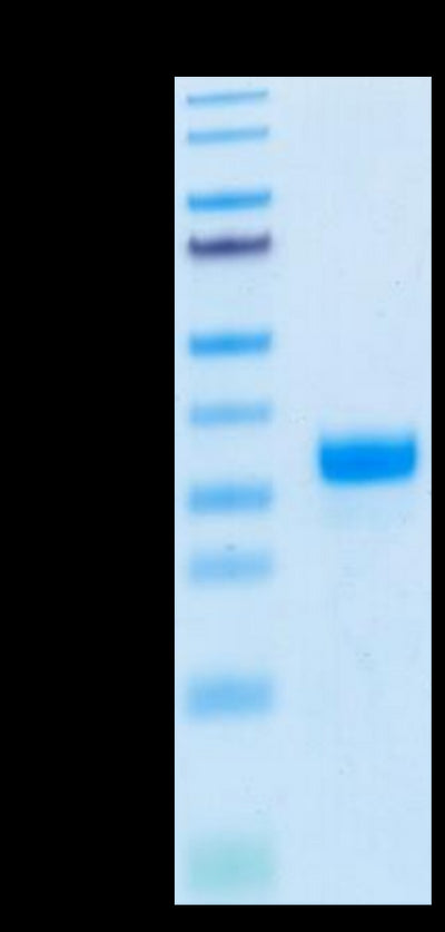Biotinylated Human ANGPT2 on Tris-Bis PAGE under reduced condition. The purity is greater than 95%.
