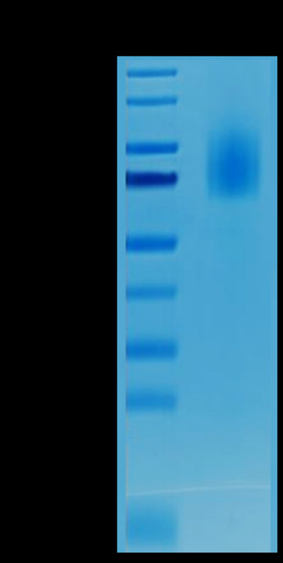 Biotinylated CD30 on Tris-Bis PAGE under reduced condition. The purity is greater than 95%.