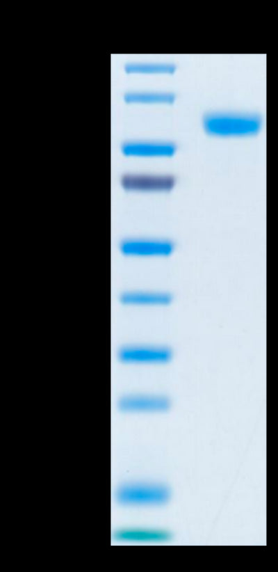 Biotinylated Human Her3 on Tris-Bis PAGE under reduced condition. The purity is greater than 95%.