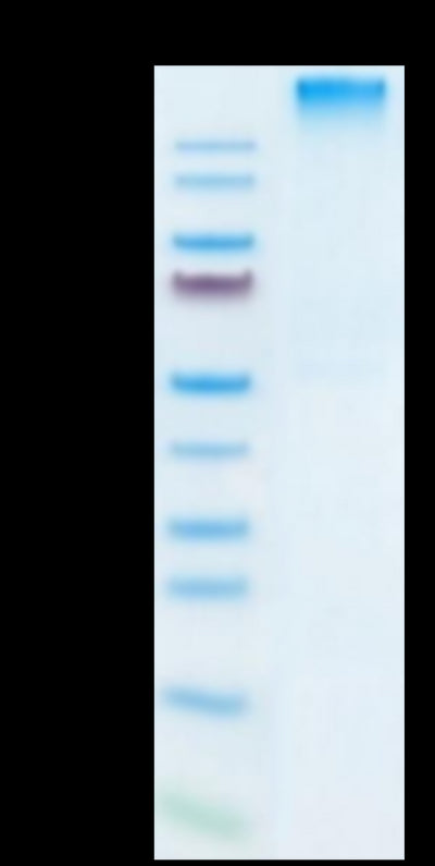 Human HLA-A*02:01&B2M&GP100 (YLEPGPVTA) Tetramer on Tris-Bis PAGE under Non reducing (N) condition. The purity is greater than 95%.