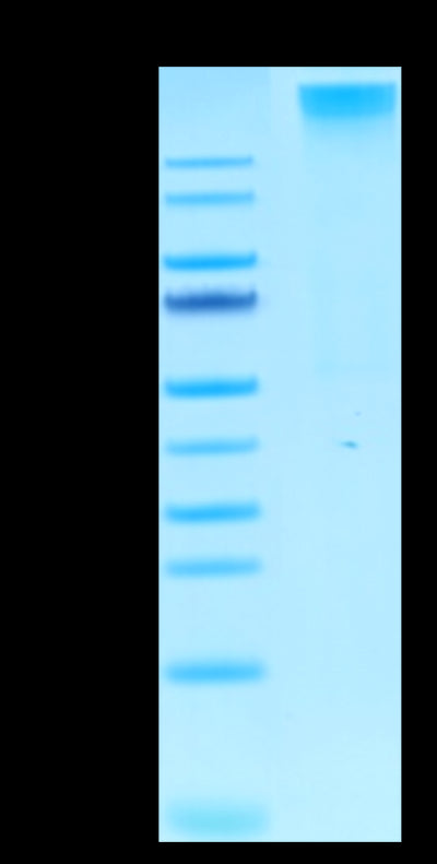 Human HLA-A*02:01&B2M&LMP2 (CLGGLLTMV) Tetramer on Tris-Bis PAGE under Non reducing (N) condition. The purity is greater than 95%.