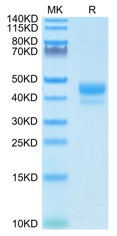 Biotinylated Human CD3E 1-27 on Tris-Bis PAGE under reduced condition. The purity is greater than 95%.