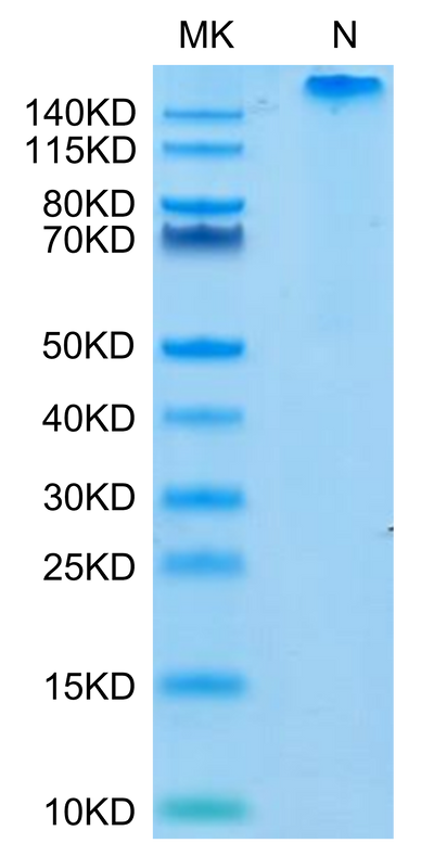 Human HLA-E*01:03&B2M&Peptide (VMAPRTLVL) Tetramer on Tris-Bis PAGE under Non reducing (N) condition. The purity is greater than 95%.