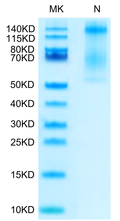 Biotinylated Human HLA-E*01:03&B2M&Peptide (VMAPRTLVL) Tetramer on Tris-Bis PAGE under Non reducing (N) condition. The purity is greater than 95%.