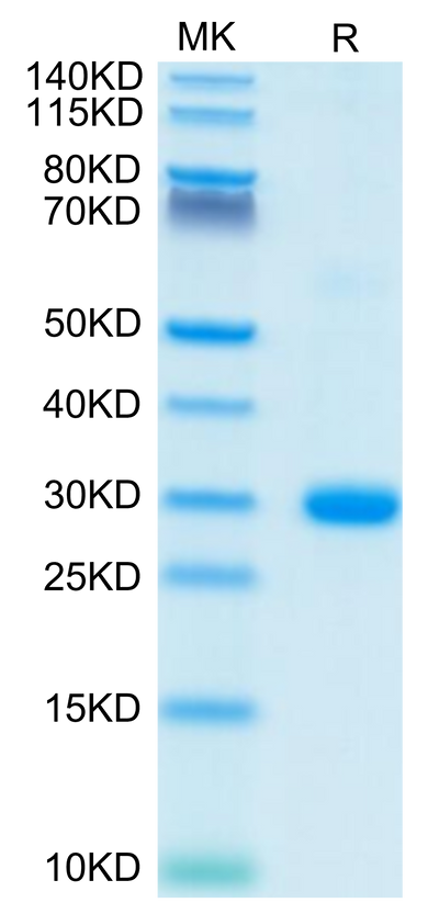 Human BTN3A2 on Tris-Bis PAGE under reduced condition. The purity is greater than 95%.