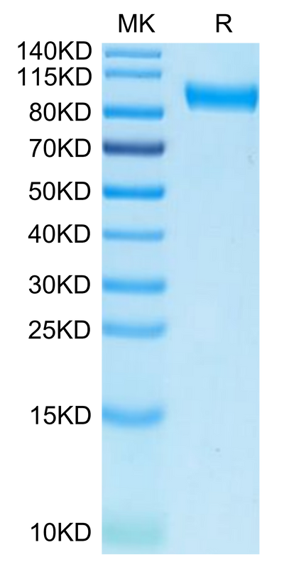 Biotinylated Human Axl on Tris-Bis PAGE under reduced condition. The purity is greater than 95%.