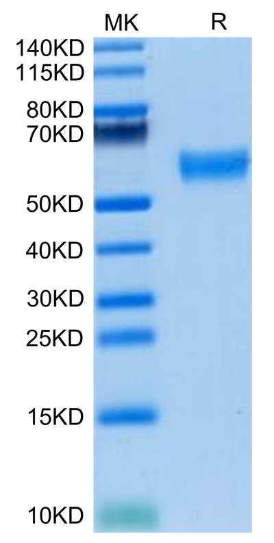 Mouse FLT3 Ligand on Tris-Bis PAGE under reduced condition. The purity is greater than 95%.