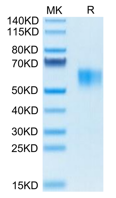 Biotinylated Human Fc gamma RI on Tris-Bis PAGE under reduced condition. The purity is greater than 95%.