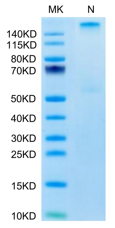 Human HLA-A*03:01&B2M&KRAS G12V (VVVGAVGVGK) Tetramer on Tris-Bis PAGE under Non reducing (N) condition. The purity is greater than 95%.