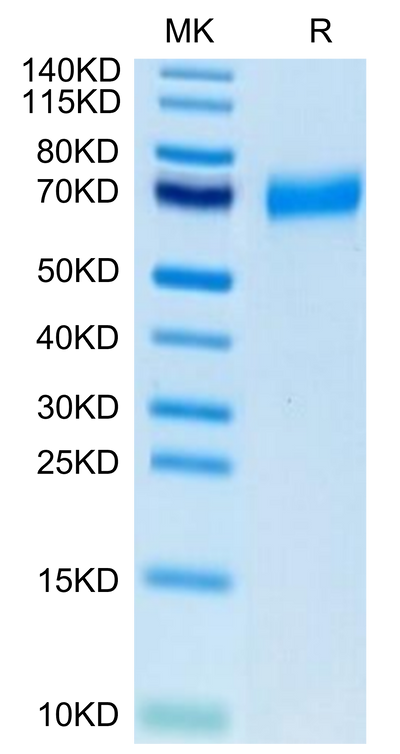 Biotinylated Human CLEC12A on Tris-Bis PAGE under reduced condition. The purity is greater than 95%.
