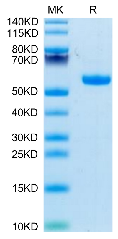 Biotinylated Rhesus macaque CD5 on Tris-Bis PAGE under reduced condition. The purity is greater than 95%.