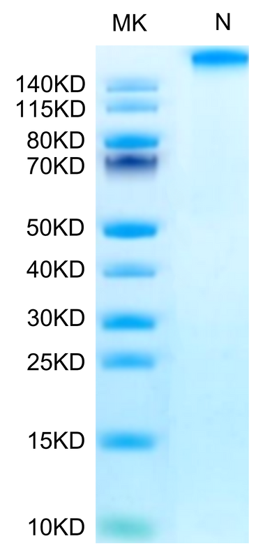 Chimeric HLA-A*02:01 (mα3) &B2M&WT-1 (RMFPNAPYL) Tetramer on Tris-Bis PAGE under Non reducing (N) condition. The purity is greater than 95%.
