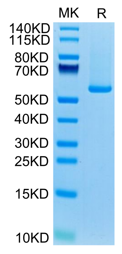 Biotinylated Human GUCY2C on Tris-Bis PAGE under reduced condition. The purity is greater than 95%.