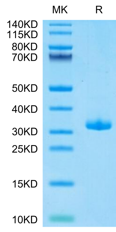 Biotinylated Human BTN3A1 on Tris-Bis PAGE under reduced condition. The purity is greater than 95%.