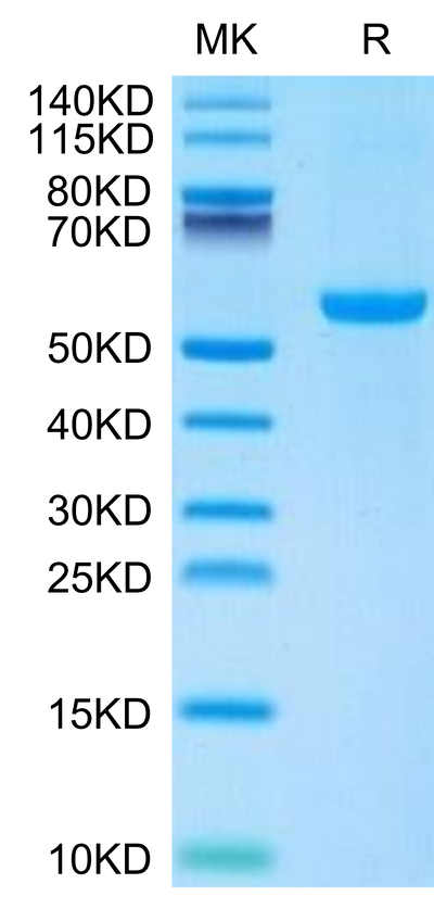 Mouse CD27 Ligand on Tris-Bis PAGE under reduced condition. The purity is greater than 95%.