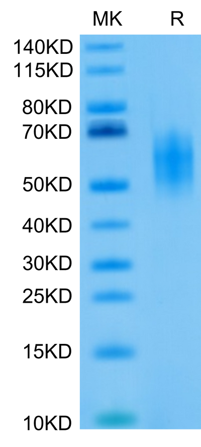 Biotinylated Human DNAM-1 on Tris-Bis PAGE under reduced condition. The purity is greater than 95%.