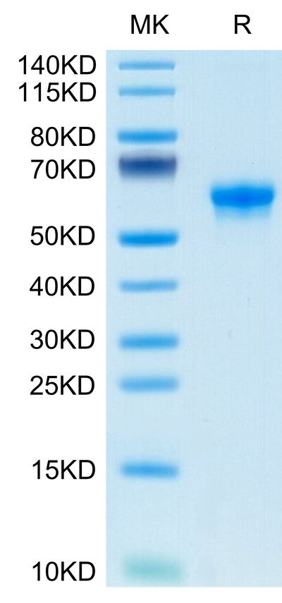 Human FLT3 Ligand on Tris-Bis PAGE under reduced condition. The purity is greater than 95%.