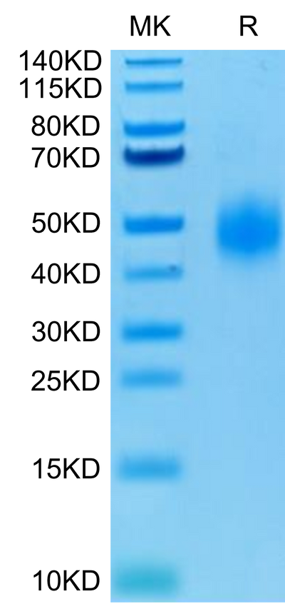 Human CD47 on Tris-Bis PAGE under reduced condition. The purity is greater than 95%.