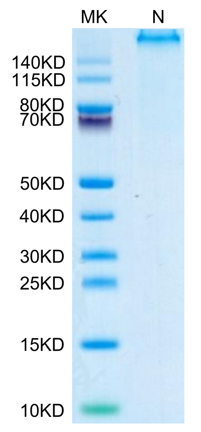 Human HLA-A*02:01&B2M&P53 WT (HMTEVVRRC) Tetramer on Tris-Bis PAGE under reduced condition. The purity is greater than 95%.