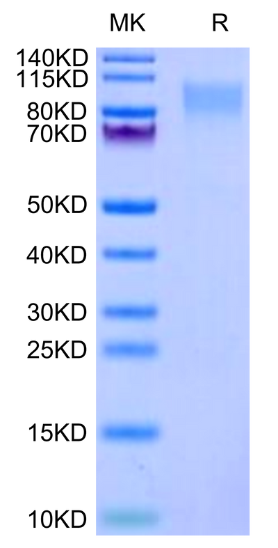 Human ICAM-3 on Tris-Bis PAGE under reduced condition. The purity is greater than 95%.