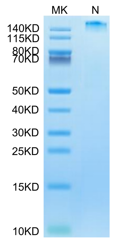 Human HLA-A*02:01&B2M&HBV (FLLTRILTI) Tetramer on Tris-Bis PAGE under reduced condition. The purity is greater than 95%.