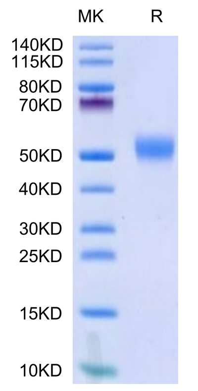 Biotinylated Human CD24 on Tris-Bis PAGE under reduced condition. The purity is greater than 95%.