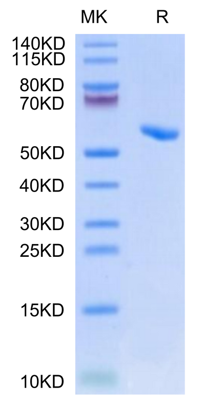 Human HLA-A*02:01&B2M&HBV (FLLTRILTI) Monomer on Tris-Bis PAGE under reduced condition. The purity is greater than 95%.