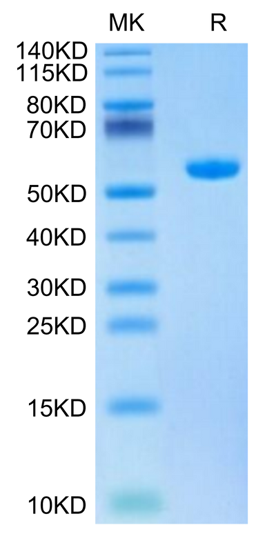 Biotinylated Human HLA-A*02:01&B2M&HBV (FLLTRILTI) Monomer on Tris-Bis PAGE under reduced condition. The purity is greater than 95%.