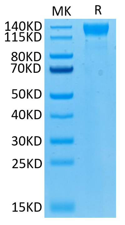 Biotinylated Human VEGF R2 on Tris-Bis PAGE under reduced condition. The purity is greater than 95%.