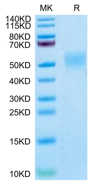 Cynomolgus/Rhesus macaque B7-H4 on Tris-Bis PAGE under reduced condition. The purity is greater than 95%.