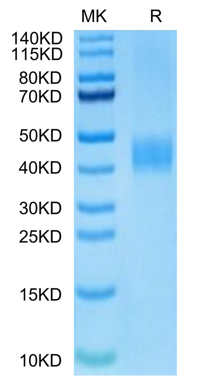 Biotinylated Human B7-H3 on Tris-Bis PAGE under reduced condition. The purity is greater than 95%.