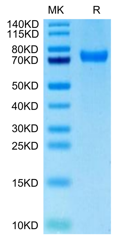 Biotinylated Human CD229 on Tris-Bis PAGE under reduced condition. The purity is greater than 95%.