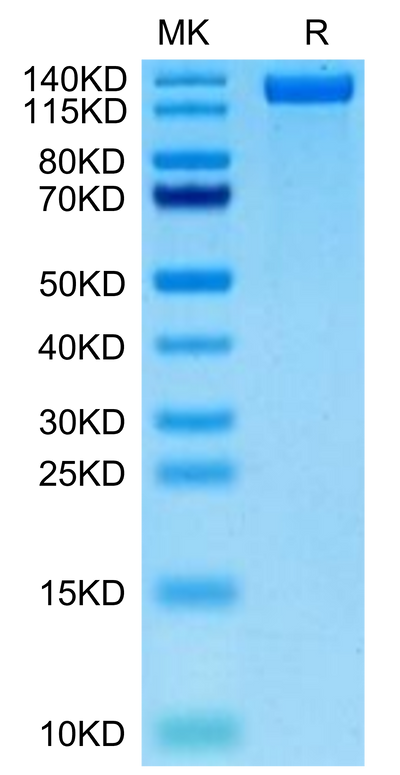 Biotinylated Human CD163 on Tris-Bis PAGE under reduced condition. The purity is greater than 95%.