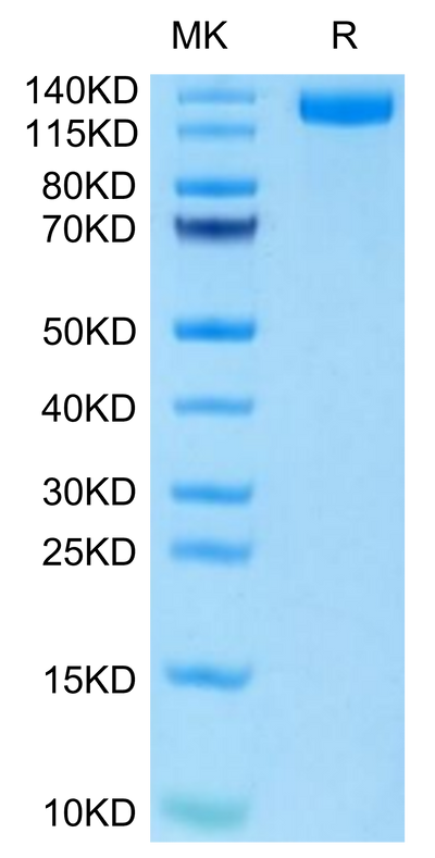 Mouse CD163 on Tris-Bis PAGE under reduced condition. The purity is greater than 95%.