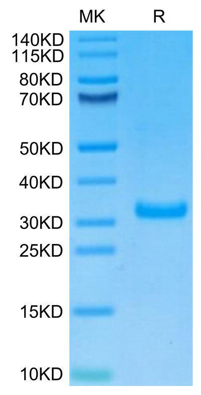 Biotinylated Human CD8 alpha on Tris-Bis PAGE under reduced condition. The purity is greater than 95%.