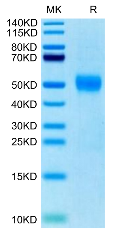 Biotinylated Human Siglec-3 on Tris-Bis PAGE under reduced condition. The purity is greater than 95%.